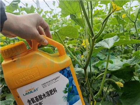 生根劑，拉姆拉，翠姆