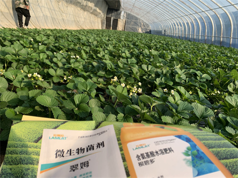 水溶肥價(jià)格，翠姆，草莓水溶肥